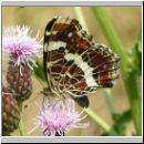 Araschnia levana - Landkaertchen Sommerform 01.jpg